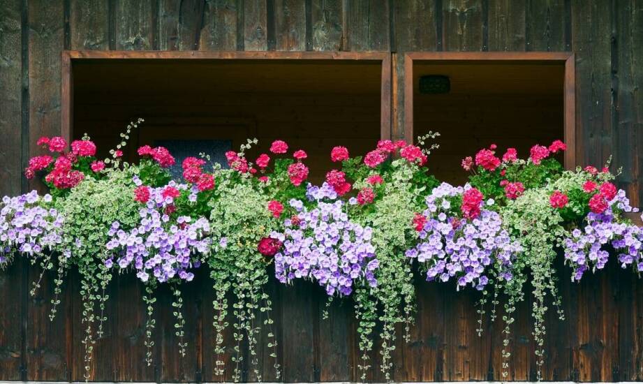 Skrzynka na kwiaty balkonowa: wpływ koloru na aranżację przestrzeni