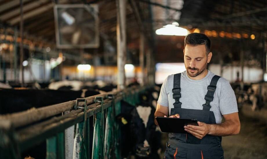 Dlaczego warto współpracować z doświadczonym producentem pasz dla zwierząt?