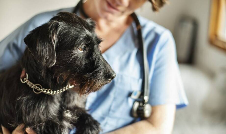 W jaki sposób całodobowa dostępność usług weterynaryjnych zwiększa bezpieczeństwo pupila?