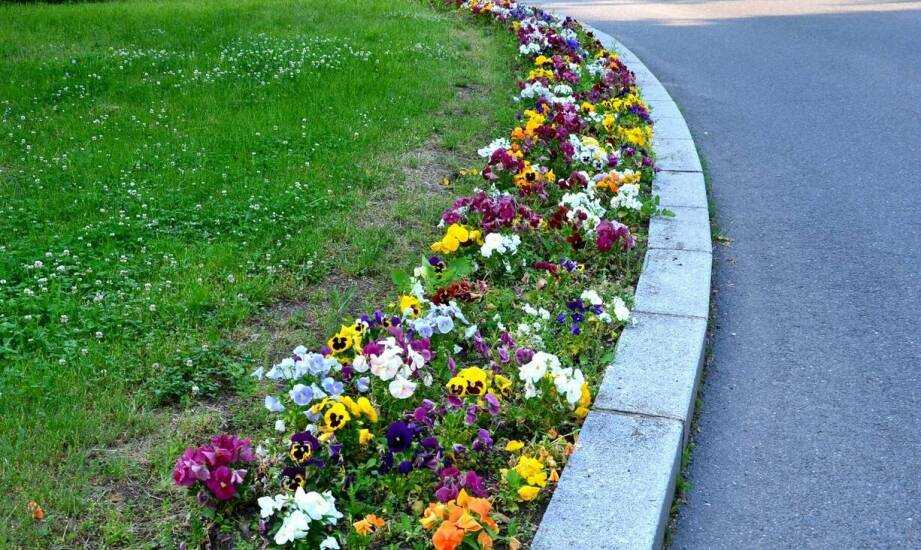 Wpływ kwiatów rabatowych wieloletnich na ekosystemy miejskie