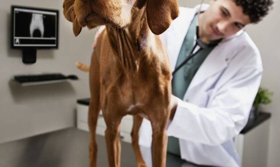 Nefrologia i urologia: specjalistyczne podejście do zdrowia nerek zwierząt