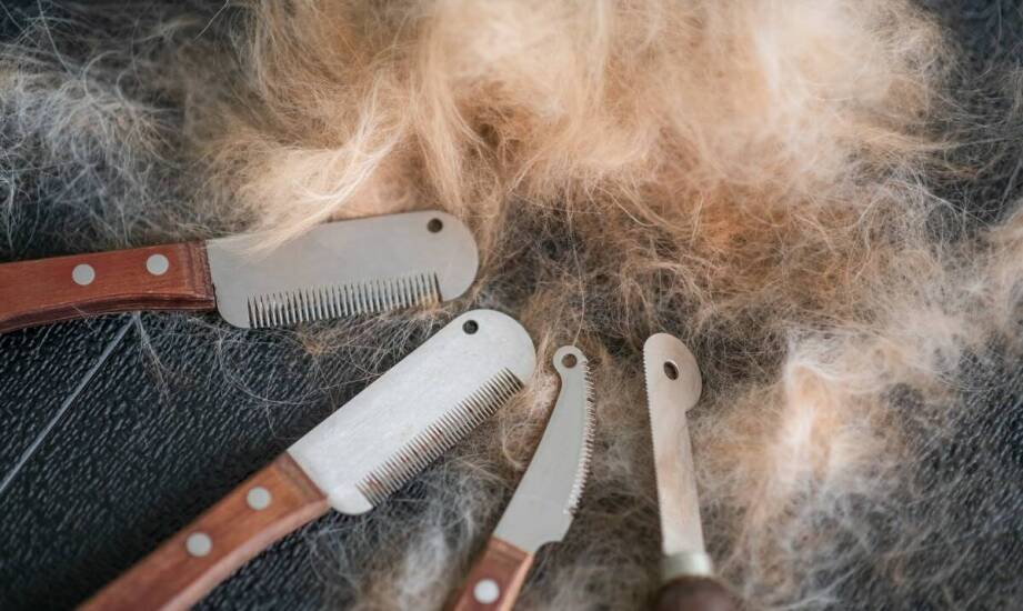 Najlepsze praktyki przy użyciu nożyc do strzyżenia owiec – co warto wiedzieć?