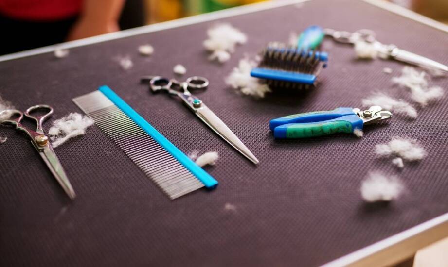 Furminatory a zdrowie skóry: jak wybrać odpowiedni model dla swojego zwierzęcia?