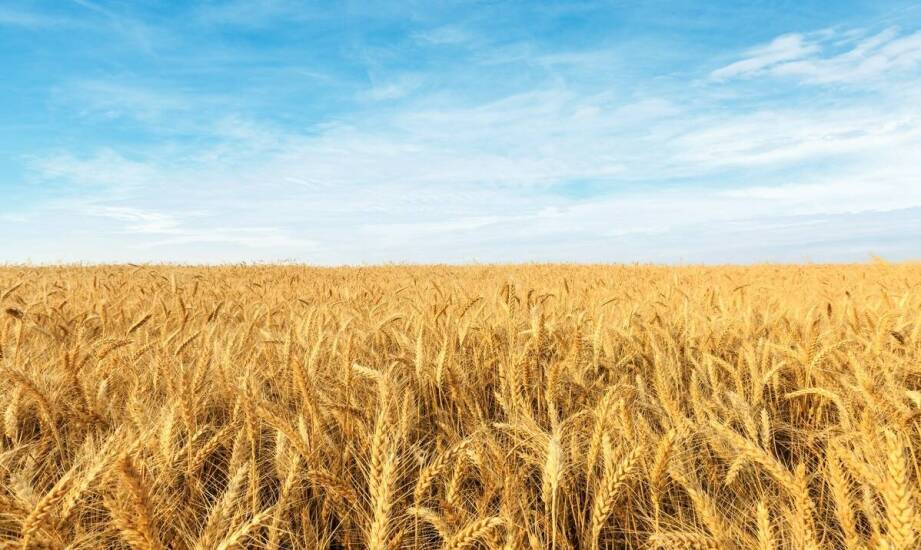 Jak jakość obsługi klienta w skupie zbóż we Włocławku wpływa na satysfakcję rolników?