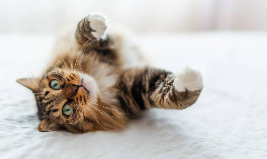 Jakie są korzyści z posiadania kota z rodowodem FPL (FIFe)?