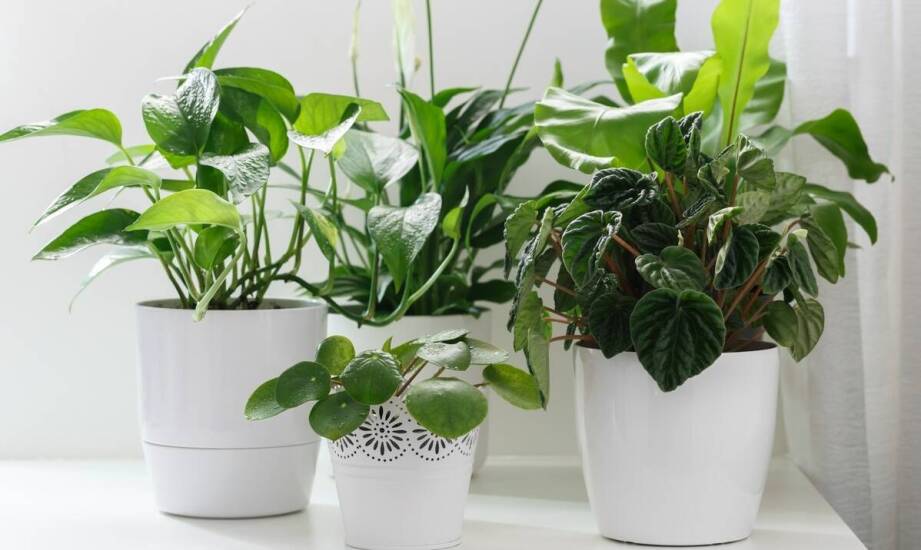 Wpływ zraszania roślin na wilgotność powietrza w pomieszczeniach