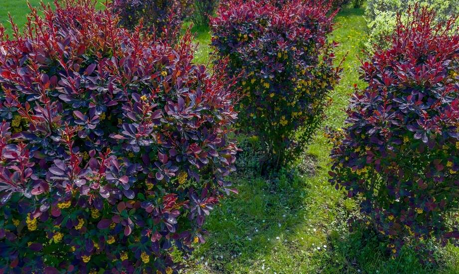 Krzewy ozdobne Warszawa: Jakie są najłatwiejsze w uprawie?