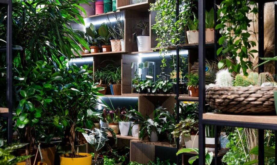 Jak zapewnić optymalne warunki życia dla mieszkańców akwarium w salonie?