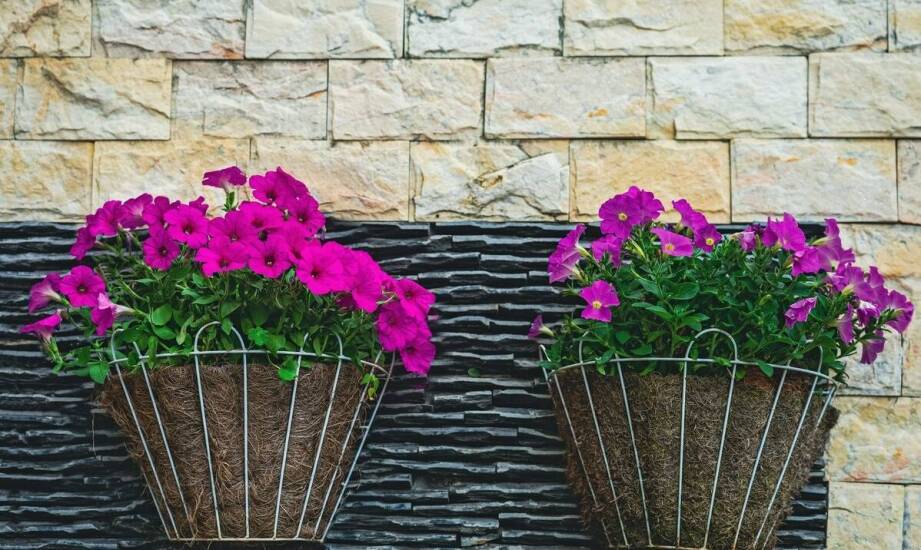 Jakie są zalety uprawy kwiatów na pniu w donicy na balkonie?