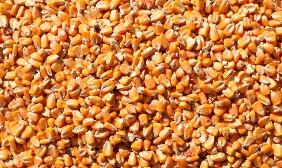 Jakie innowacje w nasiennictwie wpływają na jakość kukurydzy FAO 230?