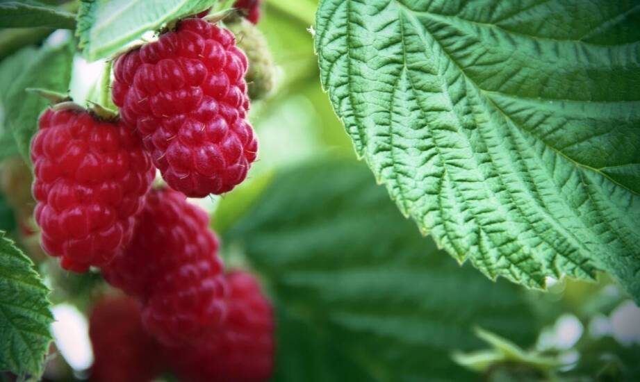 Wpływ malin liofilizowanych na zdrowie skóry i włosów