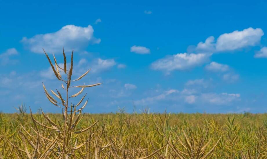 Korn Kali w kontekście zmieniających się warunków klimatycznych