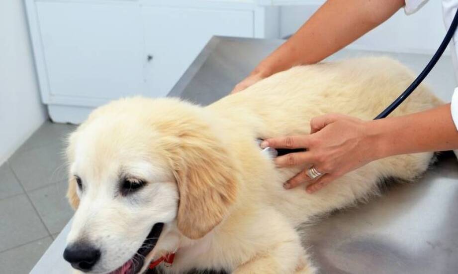 Rola testów alergicznych w diagnozowaniu schorzeń skórnych u zwierząt