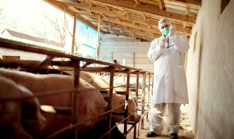 Produkty weterynaryjne kerbl polska – jak dbać o zdrowie zwierząt hodowlanych?