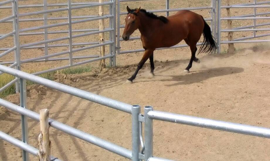 Jakie są najważniejsze czynniki przy wyborze podłoża dla koni?