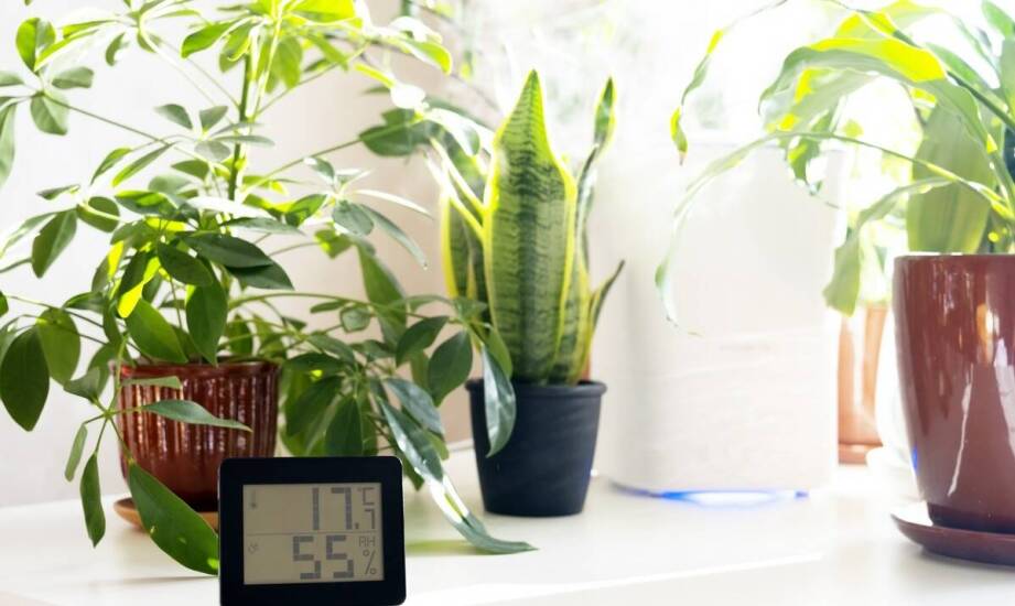 Porównanie sklepów internetowych oferujących sansewierię - co warto wiedzieć?