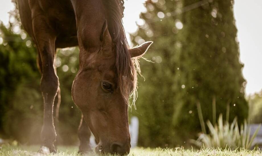 Kluczowe znaczenie suplementów diety dla zdrowia koni
