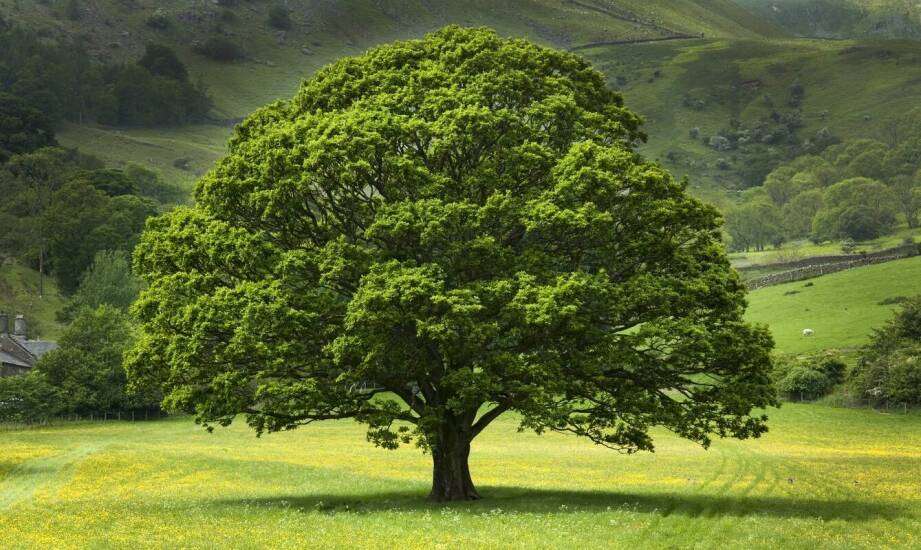 Drzewa liściaste a ochrona środowiska – jakie gatunki wybrać?