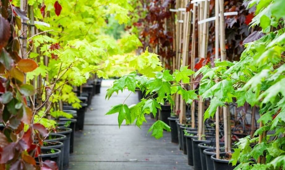 Jakie drzewa liściaste z oferty szkółki najlepiej znoszą zmieniające się warunki klimatyczne?