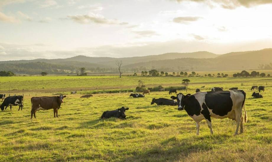 Bolusy dla krów: Skuteczna profilaktyka i wsparcie w sytuacjach kryzysowych
