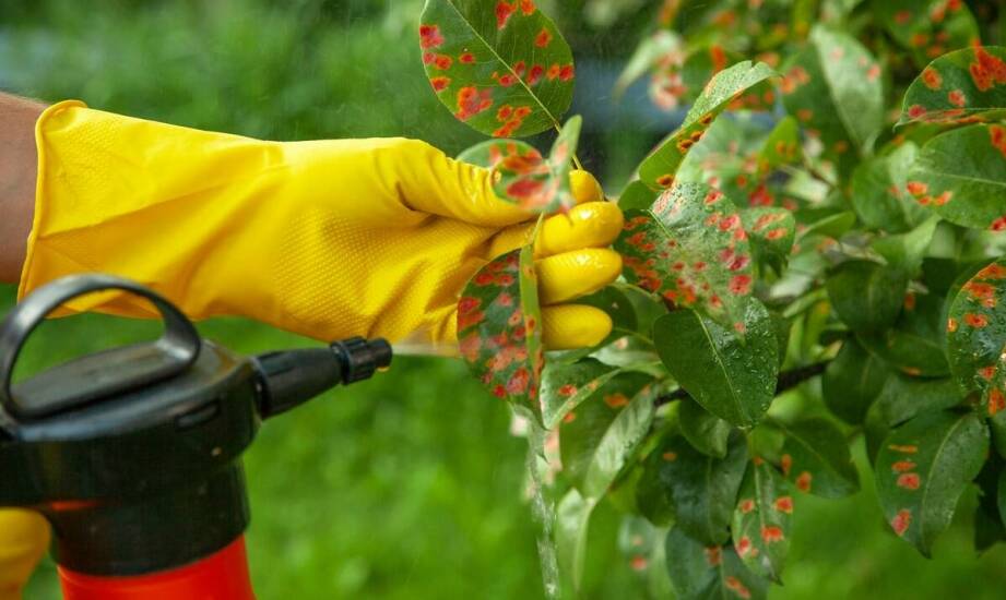 Najczęstsze problemy iglaków i jak je rozwiązać za pomocą oprysków