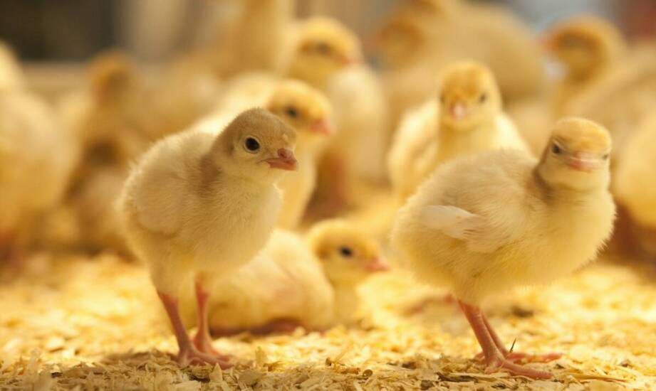 Jak producent pasz dla kur wykorzystuje innowacje technologiczne w swojej ofercie?