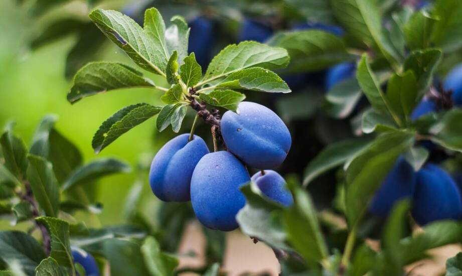 Wpływ jakości gleby na zdrowie i plonowanie krzewów owocowych