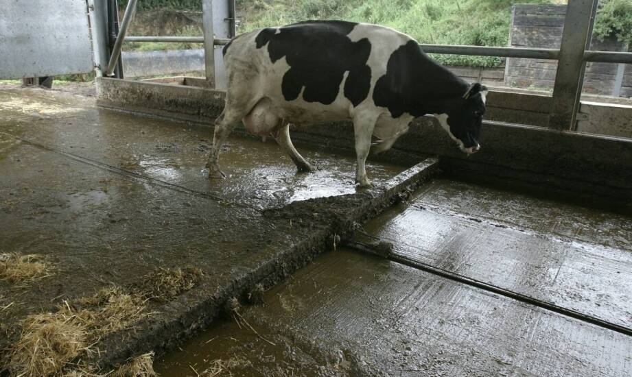 Jakie są najnowsze trendy w projektowaniu płyt obornikowych?