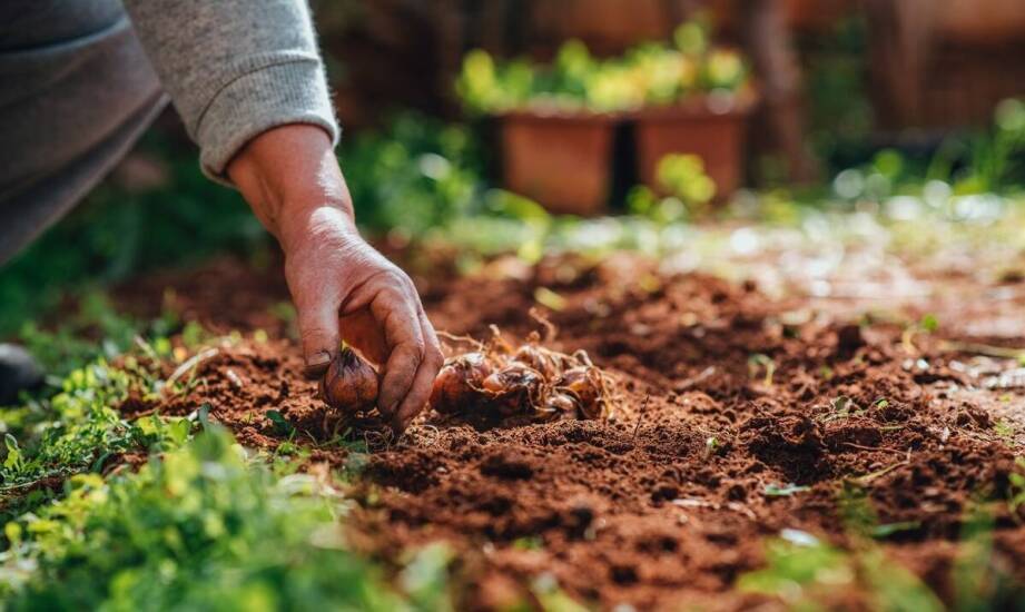 Ziemia ogrodnicza – rodzaje, zastosowanie i możliwości sprzedaży