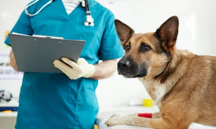 Zawód lekarza weterynarii – na czym polega praca i jakie są jej wyzwania