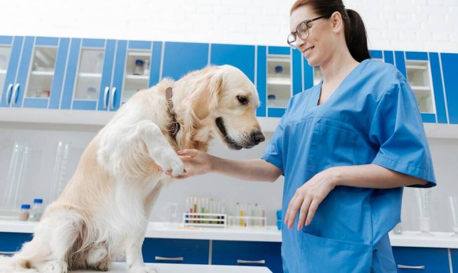 Opieka nad zwierzętami – zakres usług i rola weterynarza w codzienności