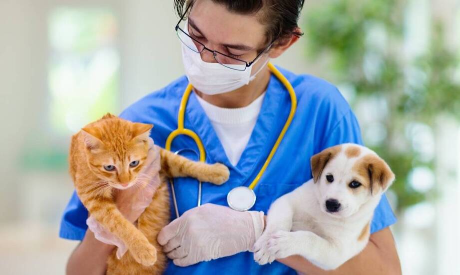 Praca behawiorysty zwierzęcego – na czym polega wsparcie dla zwierząt