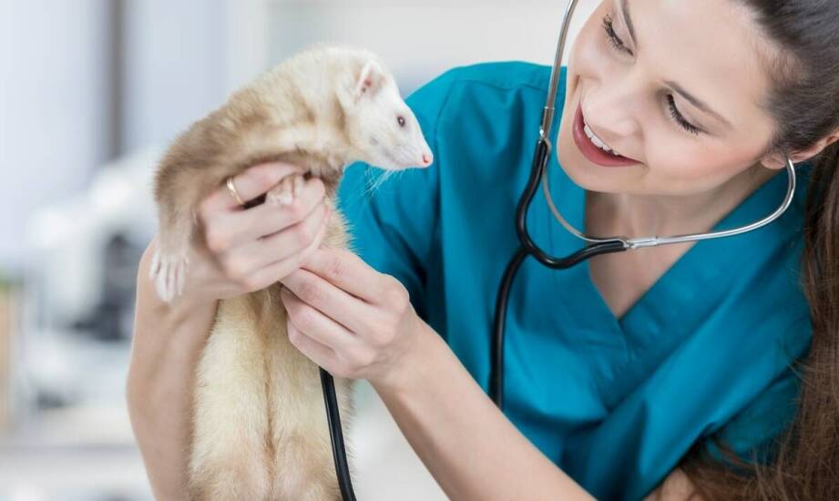 Dermatologia zwierząt – najważniejsze informacje o zdrowiu skóry pupila