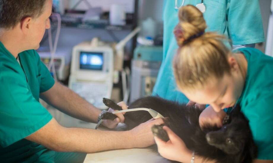 Hematologia weterynaryjna – kiedy zwierzę potrzebuje specjalistycznej opieki