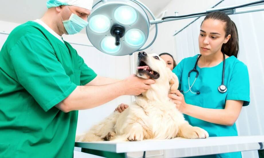 Onkologia weterynaryjna – najważniejsze informacje o leczeniu zwierząt