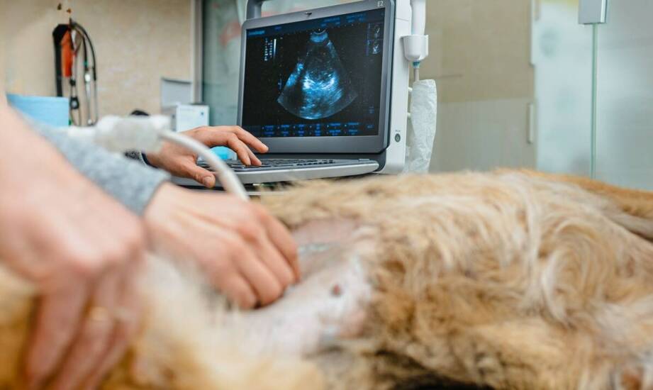 USG zwierząt – zastosowanie, przebieg badania i najważniejsze korzyści