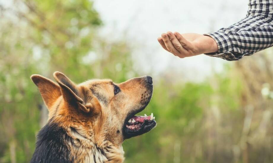 Behawiorystyka psów – kluczowe zagadnienia i skuteczne metody pracy