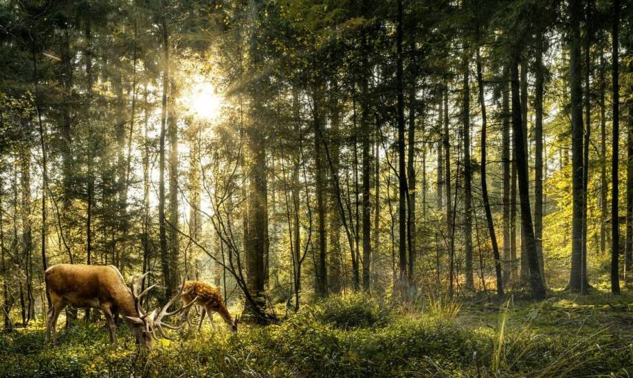 Dziczyzna – tradycja i smaki kuchni inspirowanej naturą