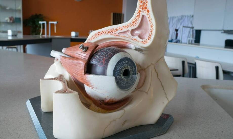 Jak kręgi szyjne mogą być tematem interaktywnych lekcji biologii?