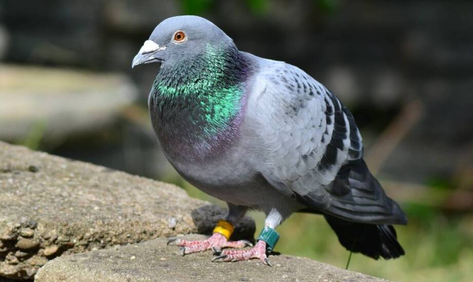 Białko w diecie gołębi - klucz do sukcesów hodowlanych