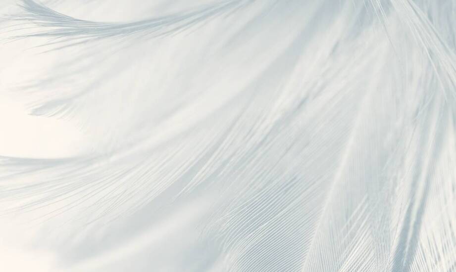 Jakie są najczęstsze pytania klientów dotyczące kosztów pierza?