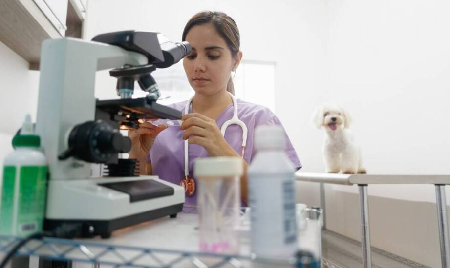 Najczęstsze choroby oczu u zwierząt – co warto wiedzieć o leczeniu