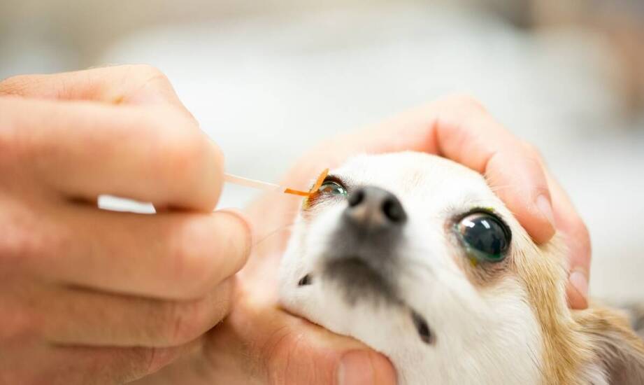 Najważniejsze informacje o okulistyce weterynaryjnej — kiedy zgłosić się po pomoc