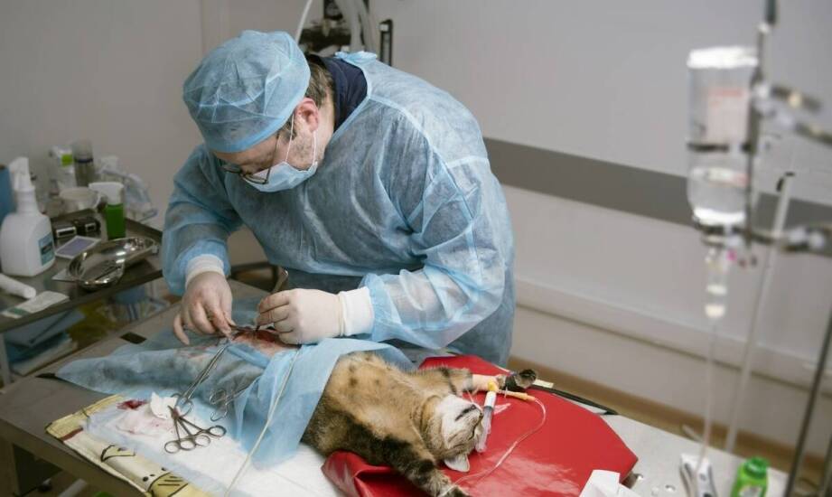 Okulistyka weterynaryjna – na czym polega opieka nad zwierzęcym wzrokiem