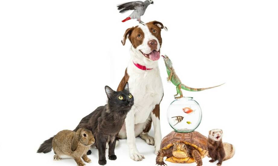 Na czym polega praca behawiorysty zwierząt i kiedy warto z niej skorzystać?