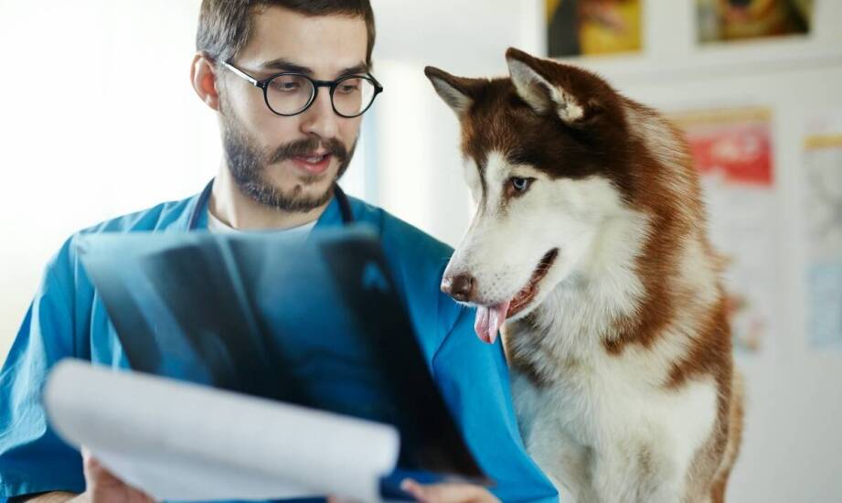 Jak wygląda praca behawiorysty psiego i kiedy warto skorzystać z pomocy