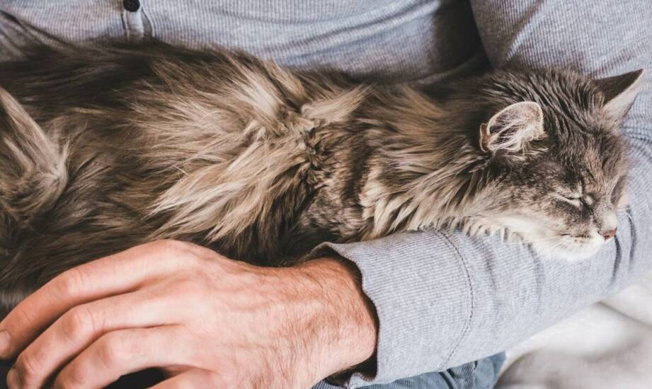 Na czym polega praca behawiorysty zwierzęcego i kiedy warto z niej skorzystać