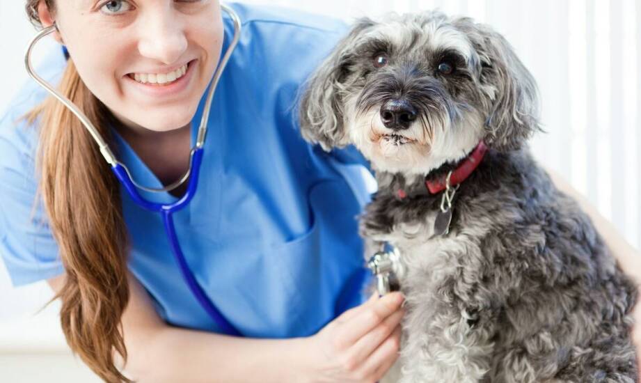 Jak wybrać odpowiednią opiekę weterynaryjną? Najważniejsze informacje i porady