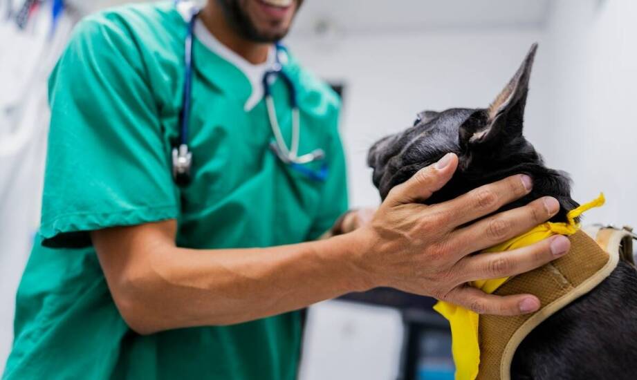 Jak wybrać najlepszego weterynarza? Najważniejsze kryteria i porady