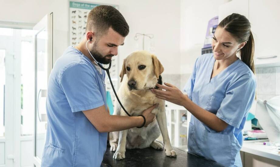 Najważniejsze informacje o usługach weterynaryjnych – co warto wiedzieć?